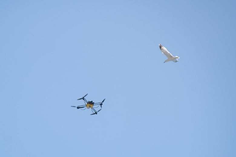 is DJI Refresh worth it - bird attacking drone