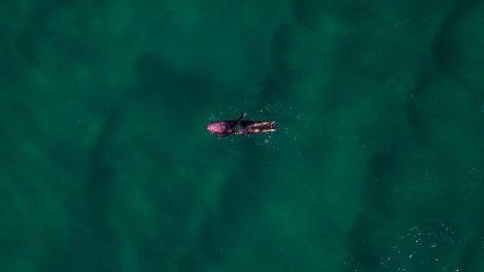 Aerial view of surfer